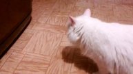 Наша кошка приносит мячик