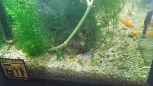 Plantas jibóia em aquário low tech em 15/10/2020 / Epipremnum plants in low tech aquarium Out. 2020