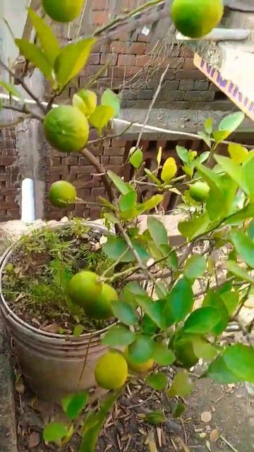how to lemon fruit plant#shorts  🍋🍋🍋🍋