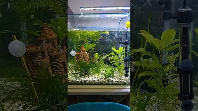 какой грунт для аквариума выбрать. часть 1.