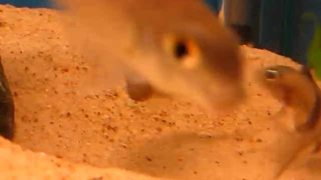 Asprotilapia leptura.avi