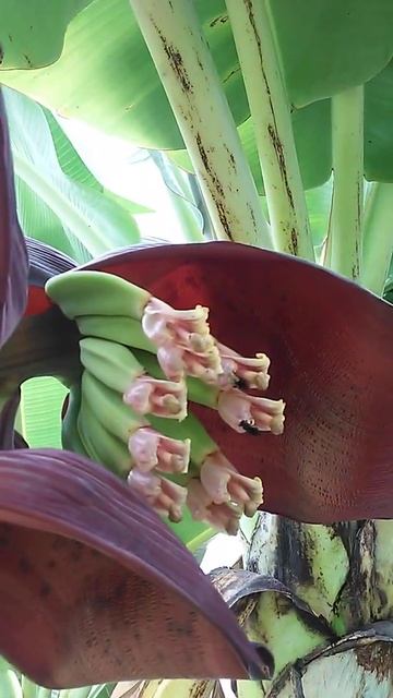 Show das bananeiras.