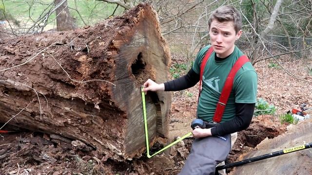 A Giant Walnut Tree Has Fallen - Let's check it out.