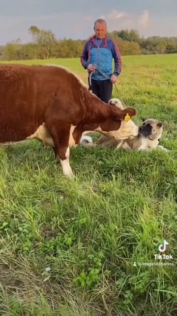 Кого дрессируем🐂🐕? #герефорд #корова #собака #акита  #порода #дрессировка #друг #другчеловека #кфх