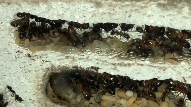 Camponotus fellah Fütterung und Nesteinsicht
