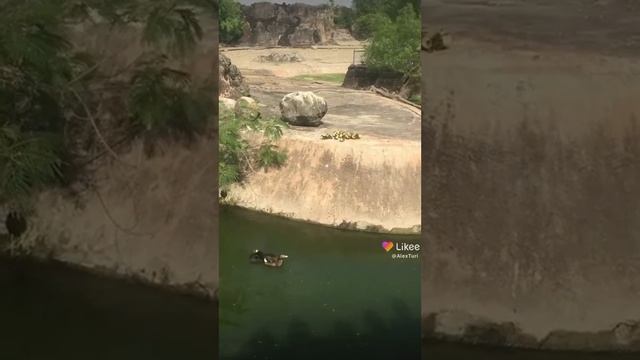 Орел парит