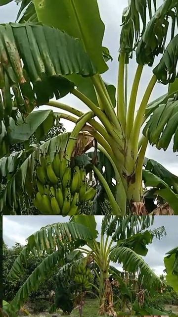 banana tree