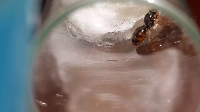 Feeding my Tetramorium queen part 1