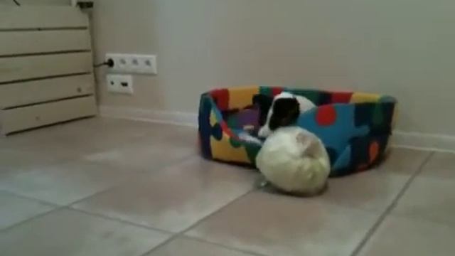 jack rassell terrier Рой и капуста
