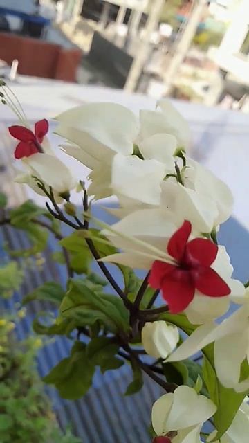 Bleeding❤️Heart flower 🥀 Flying Birds 🐦#shortvideo#good