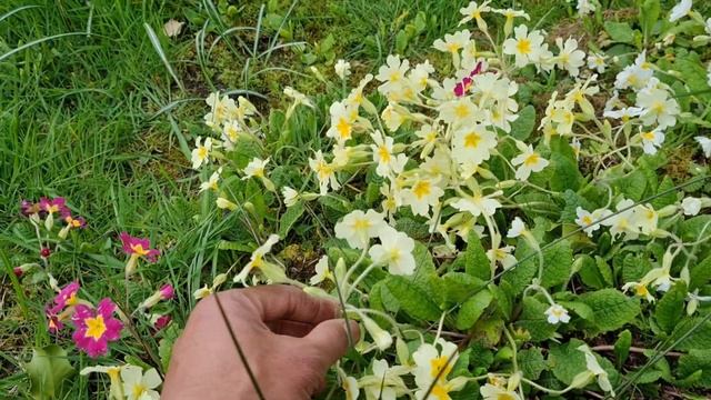 Mid April Allotment update (tour)