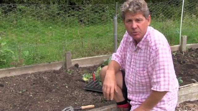 GROWING  BRUSSELS SPROUTS