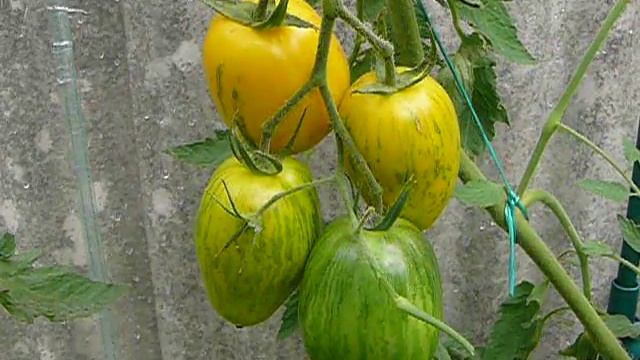 The Sweet Solano Tomato 2014