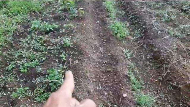 OLAH LAHAN CABAI DAN MEMBASMI GULMA/RUMPUT LIAR HINGGA TUNTAS