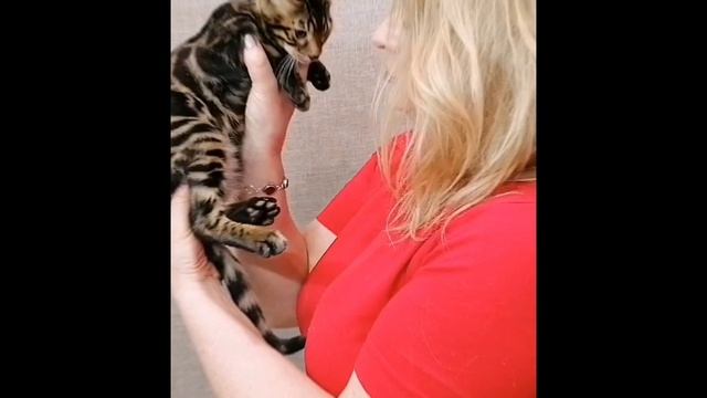 Бенгальский антистресс🐱💓