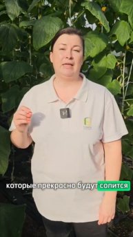 Очень урожайный огурец для теплиц и открытого грунта. Огурец для засолки и маринования.
