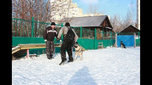 Дрессировочная площадка Свердловского областного клуба служебного собаководства ДОСААФ России.
