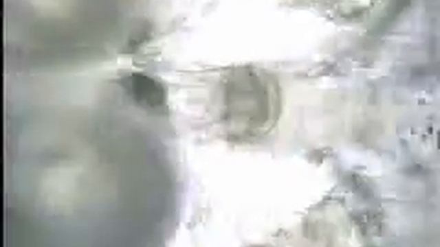 Koi Parasite  Argulus