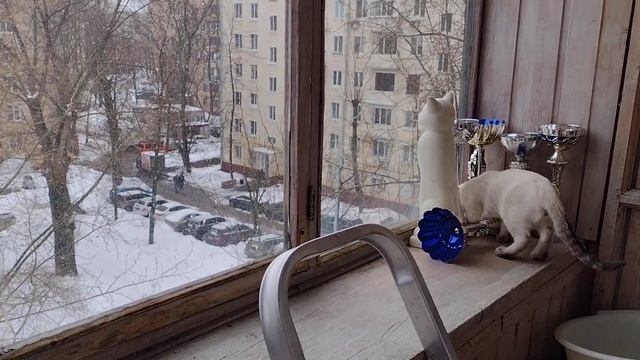 Котята гуляют на балконе