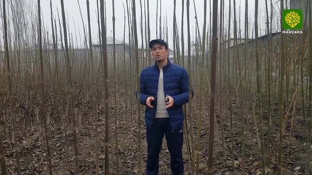 Павловния ва унинг афзалликлари