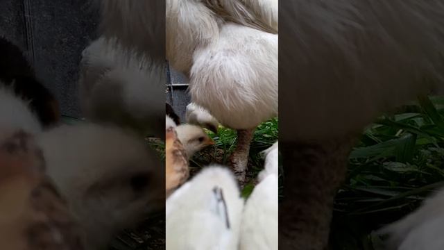 Курочка из Абрау-Дюрсо учит своих цыплят кушать КЛЕВЕР 🍀
