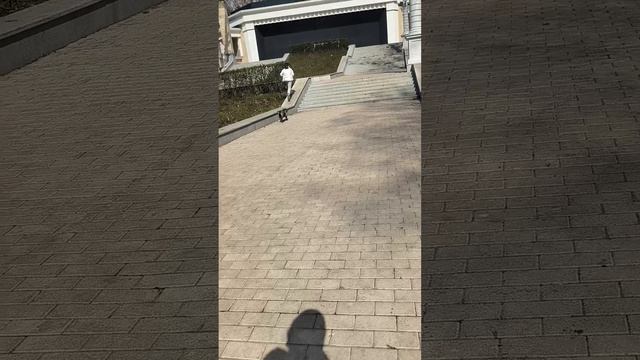 Щенки староанглийского бульдога.