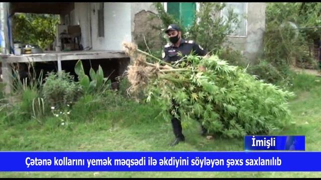 İmisli cetene kolu.20.08.2020