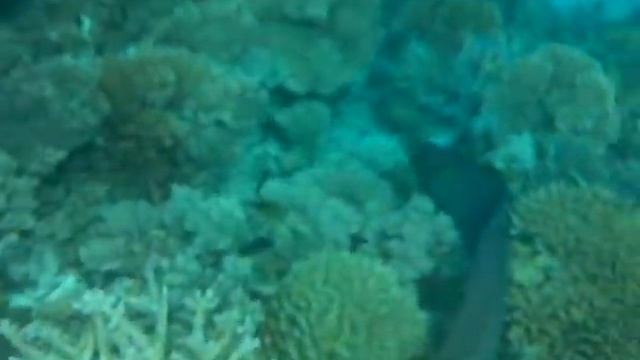 Moray Eel in Vilamendhoo, Maldives