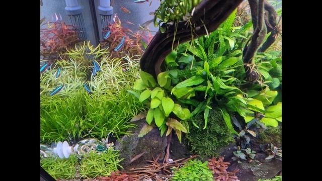 JMB Orion Aquarium Led Light REVIEW - Aquascaping - Aquariumplants