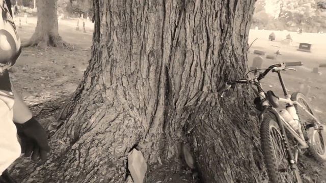 Gravestone trapped inside large multi-stemmed Maple.