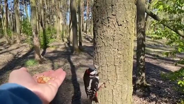 Белка ошалела от дерзости дятла
