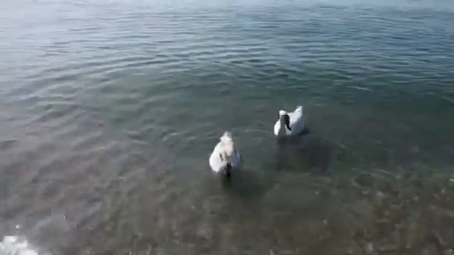 Крым.Лебеди у берега!