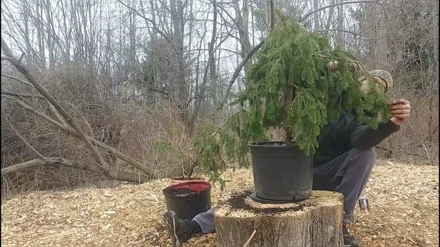 Weeping Spruce Garden Tree Pruning part 2 March 2020