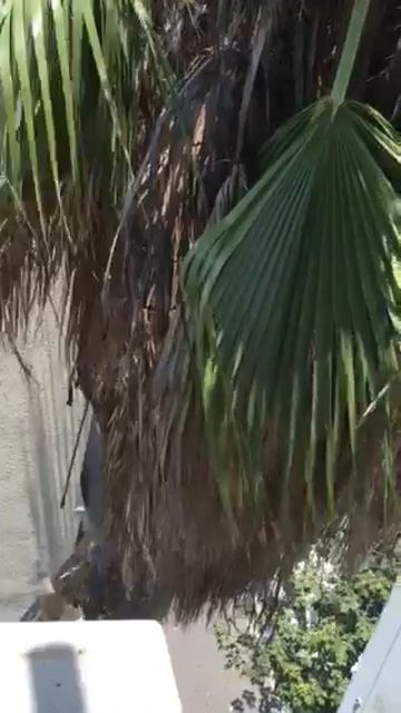 Trimming our palm tree