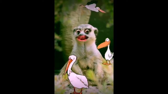 Eleni Foureira - Fuego | Eurovision 2018 Cyprus (Meerkat Remix)