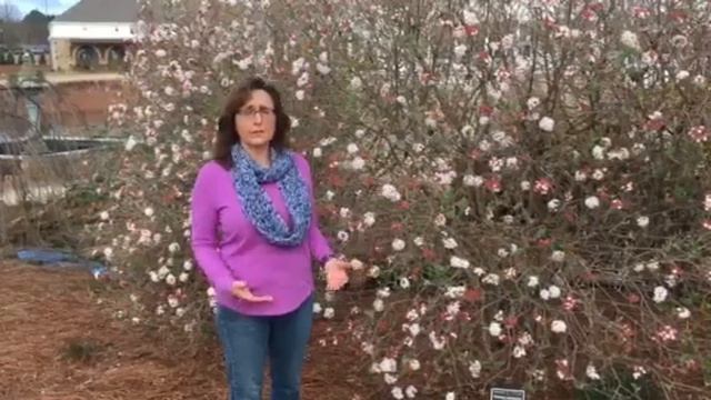 Viburnum - GCW