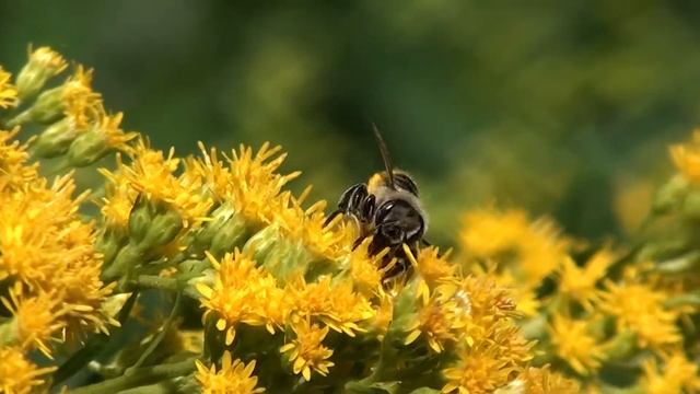 Leafcutting Bee (Megachilidae: Megachile) on Blossom