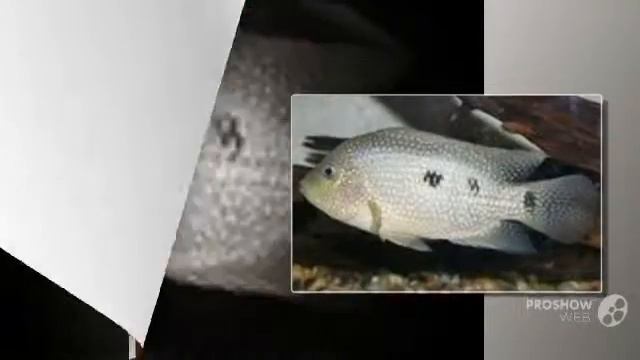 Herichthys cyanoguttatus aquarium fish