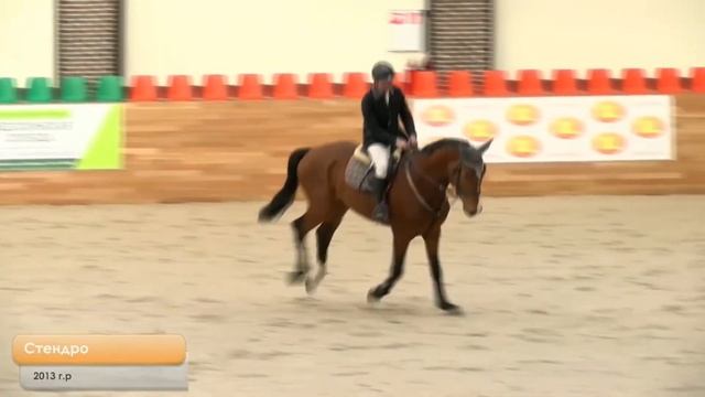 Ярмарка конкурных лошадей - жеребец Стендро 2013 г.р.