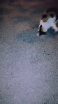 Сколопендра VS Кот
