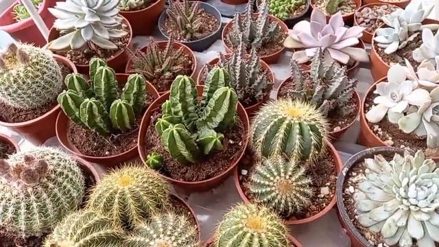 Yağmur suyunun bitkilere faydaları / Yağmur suyu ile çiçek sulama