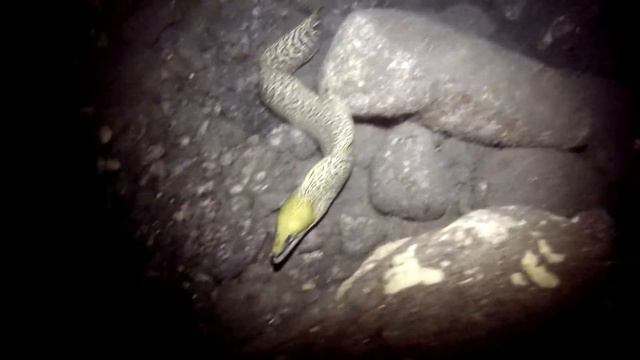 Mantas and Frank the eel