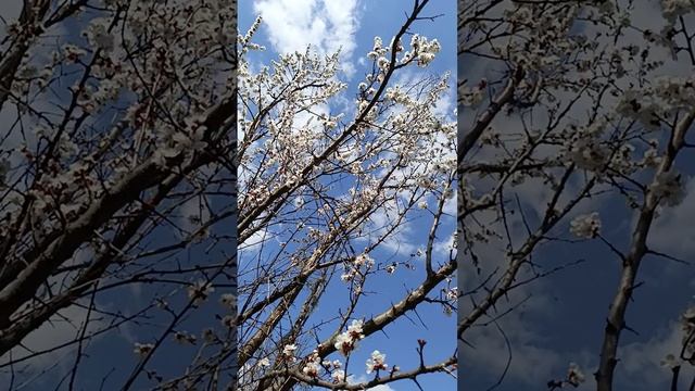 1000019004.mp4
