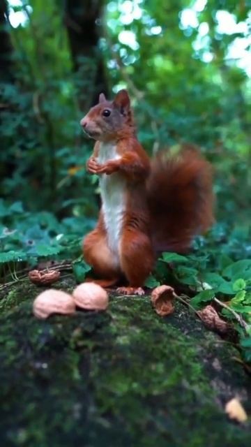 #shorts #squirrel #белочка