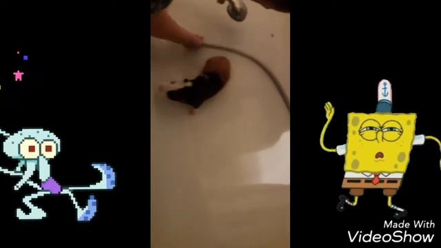 Мы моем Макса ( Морскую Свинку)