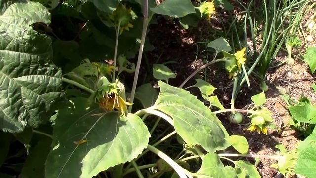 Sunflower and Yacon Stem Borer Identified. Great Information and Helpful Tip.