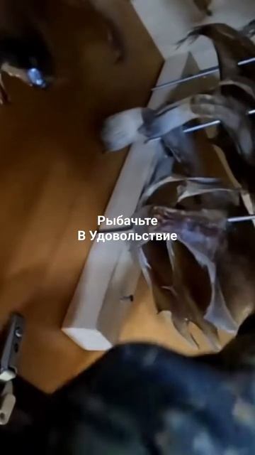 Вяленый ёрш почти готов.