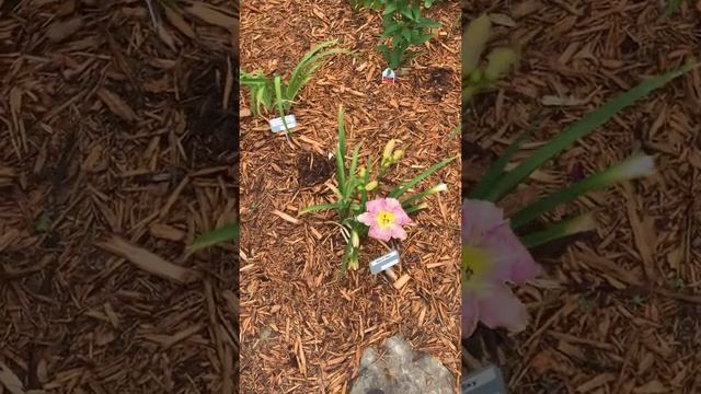 Daylily Garden Tour