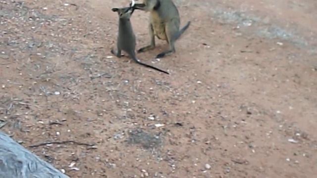 Wallaby and Joey
