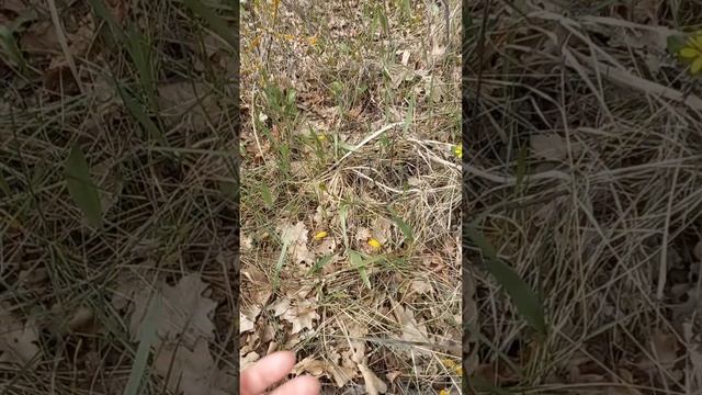 Мир моих путешествий.  Поездка на малую Родину. Эмоций море. mp4